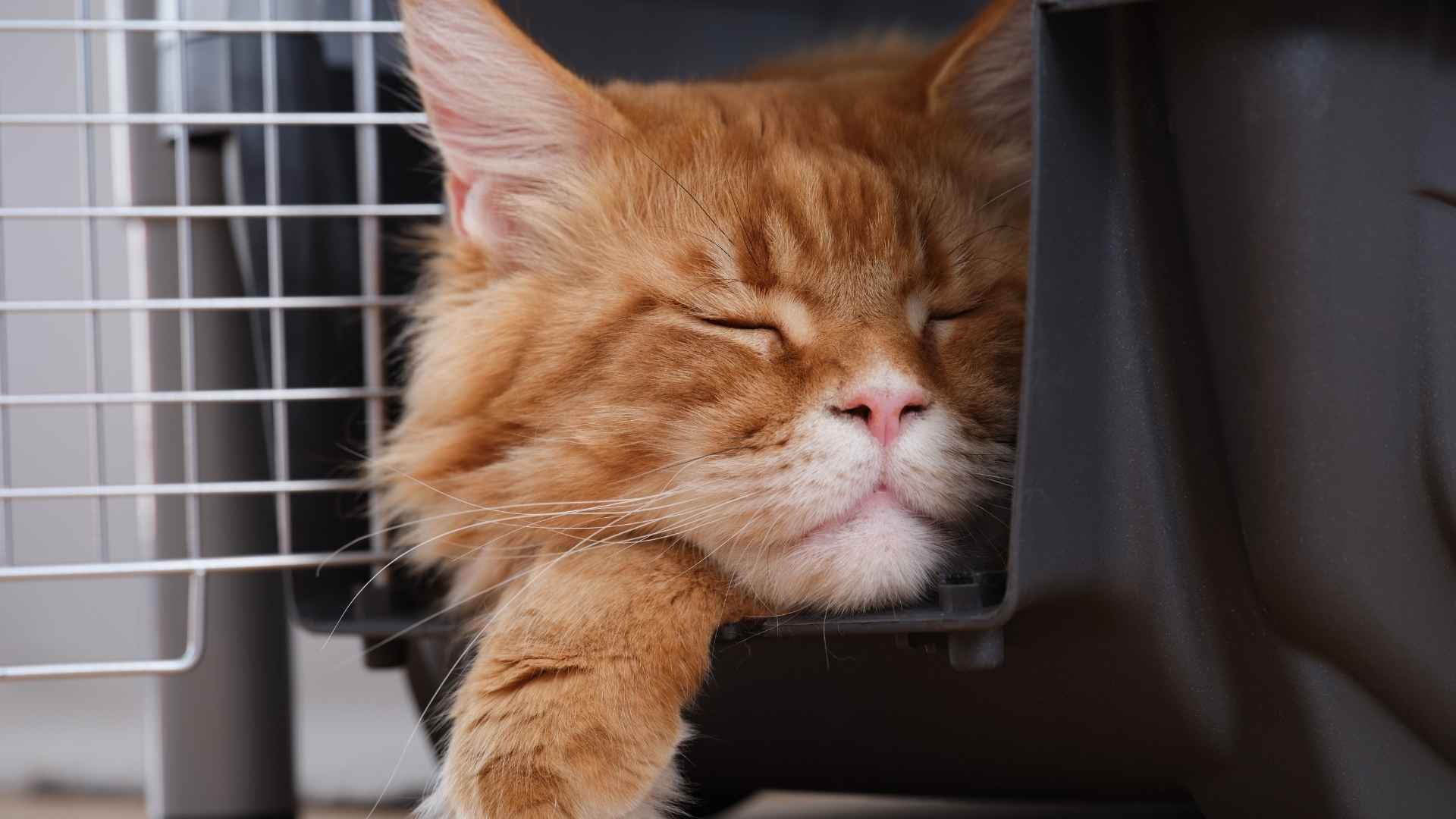 Gato relajado en su transportin